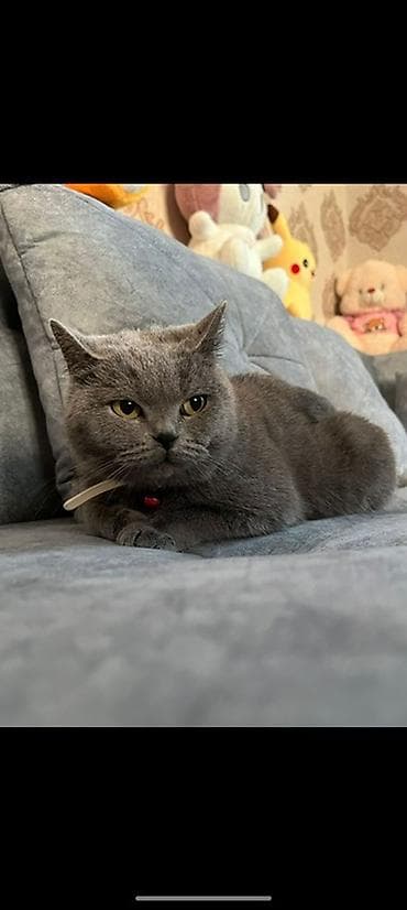 dişi quzu: Britan, Dişi — 2