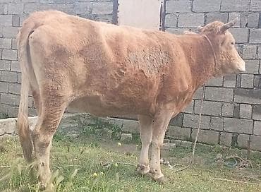 Рогатый скот: Ətlik Düyedi 1 ce qarin dogub super kokdu Real alcilar Narahat etsin — 1