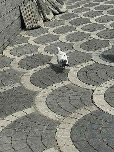 Damğalı göyərçinlər – dekorativ və uçuş üçün - Rənglər: ağ, qara-ağ