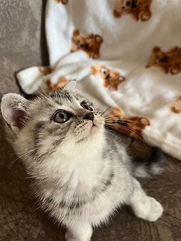 Şotland — 5