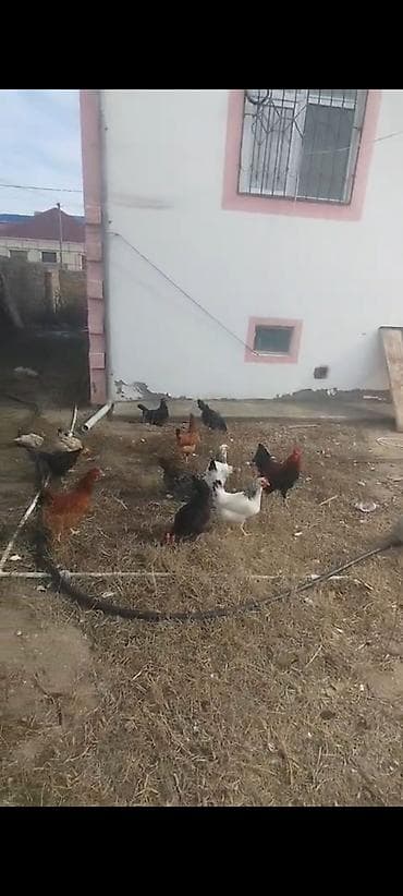 broyler cuce satisi: ‼️ Təcili Satılır. ‼️ Cəmi 15 ədədi 1 dene xoruz 14 denede fere 6 — 3