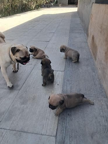 pulsuz it type 1: Mops, 1 ay, Dişi, Peyvəndli, Ünvandan götürmə, Ödənişli çatdırılma — 5
