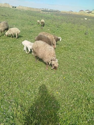 boqaz qoyunlar: Qoyun sürüsü – ana qoyunlar və quzular - Şəkillərdə açıq otlaqda — 2