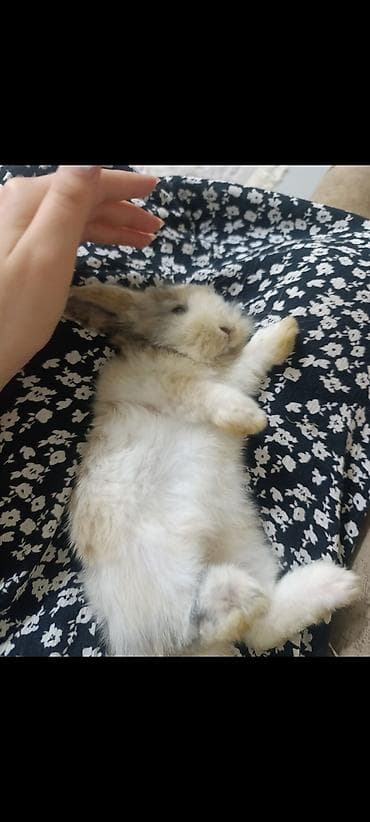 Ev dovşanı – tüklü mini lop tipli balaca (təxminən 3-4 aylıq). -