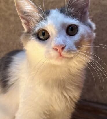 Gəmiricilər: Dişi, Yaxşı əllərə, Ünvandan götürmə — 1