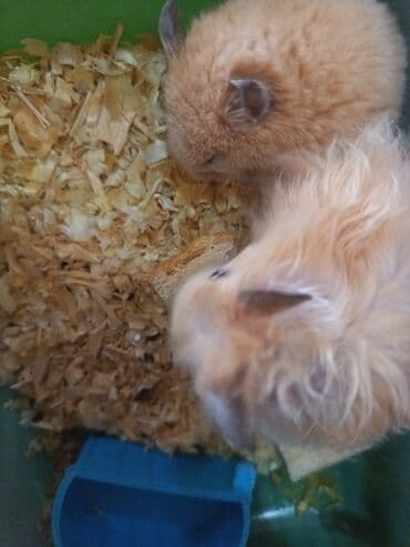 Gəmiricilər: - Növ: Xırda ev heyvanları – hamsterlər - Rəng: Açıq qəhvəyi/krem — 1