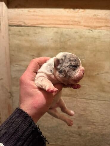 акита ину цена в баку: Американский бульдог, 1 месяц, С прививками, Платная доставка — 8