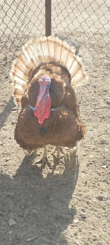 Quru meyvələr: Tam cins mayali Yumurtalardi Sekilde ki Erkek hindisqanin Mayali — 3