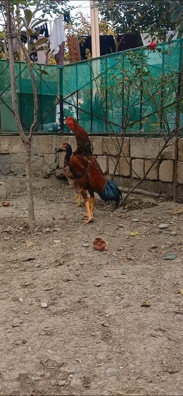 eşşək şəkili: Məhsul: Uzunboyun, sərt ayaqlı, qırmızı-qəhvəyi lələkləri və tünd — 1