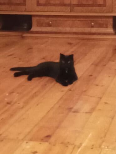 heyvan geyimleri: Şotland yastı qulaq, Erkək, Yaxşı əllərə — 4