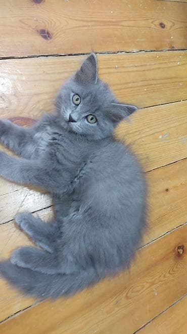 keci seki: Boz tüklü balaca pişiklər – ev heyvanı üçün ideal seçim! — 3