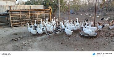 ordek nece gune bala cixarir: Satışda: təsərrüfatda yetişdirilən qaz sürüsü - Cinslər: ağ — 3