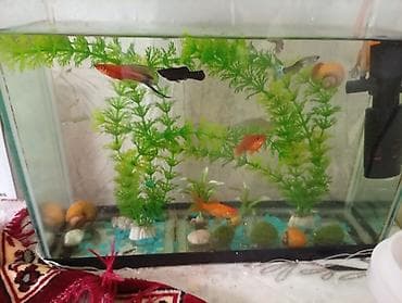 toy poodle satış: Akvaryum komplekti – canlı balıqlar və mollyuskalarla ilbiz böyük və — 2