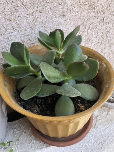 ağacların dərmanlanması: Pul ağacı — 2