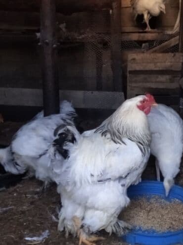 xarkov toyuq: Toyuq, Brama, Damazlıq, Ödənişli çatdırılma — 5