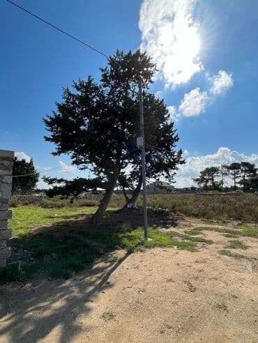 ellada sadliq sarayi unvani: Tikinti — 8