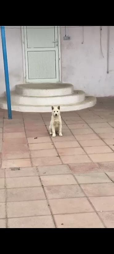 Digər heyvanlar: Xaski, 3 ay, Erkek, Peyvəndli — 1