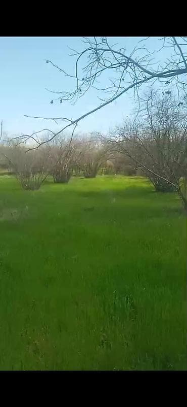 dede qorqud qesebesi: Kənd təsərrüfatı — 2