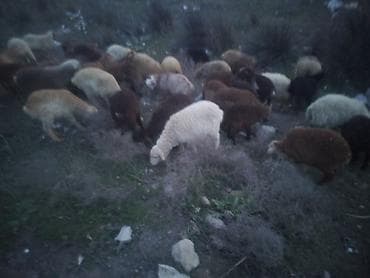 Gəmiricilər: Qoyun sürüsü – qarışıq rənglər və cinslər - Sürüdə ağ, qəhvəyi, tünd — 2