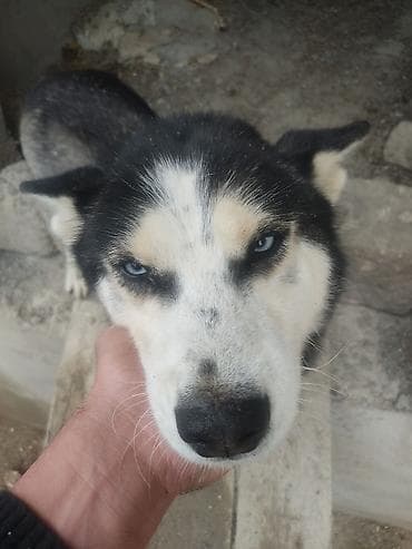 basenc itləri: Xaski, Dişi — 6