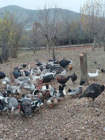 Akvariumlar: Продажа птиц — 5