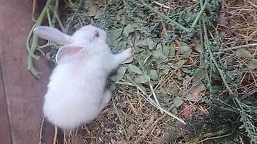 heyvan satisi: Salam. 2 ədəd albinos qırmizi gozler satilir. Bir ədədi 10 manatdır — 2