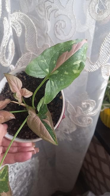 ev gülleri ve adlari: Otaq bitkiləri seti – müxtəlif nadir sortların şlam və balaca — 8