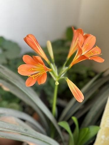 Bitki: Kliviya (Clivia miniata) – narıncı çiçəkli, evdaxili dekorativ