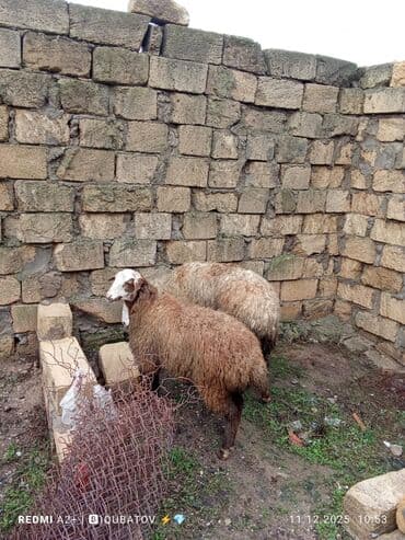 cau cau iti satilir: Dişi bala ilə ana bala qoyun satılır istəyən olsa yazsın video sun — 10