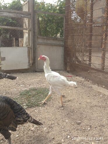 quş yuvaları: Xoruz, il: <1 — 6