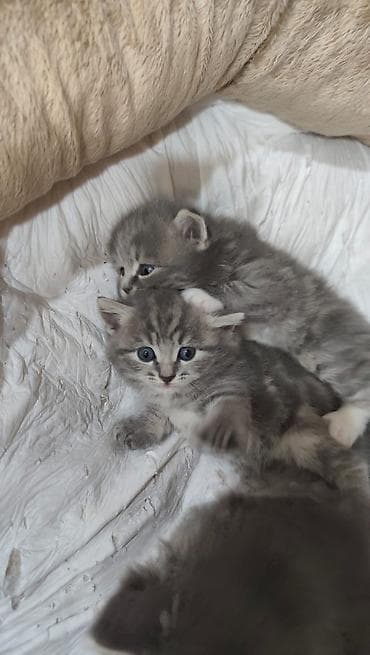 Pişik balaları – uzun tüklü, yumşaq və çox mehriban - Cins tipi — 7