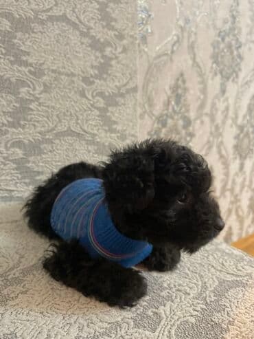 Geyimlər: Qara balaca it üçün mavi trikotaj sviter - Rəng: mavi (nazik çəhrayı — 3