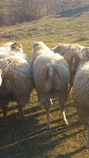 Erkək, il: 2, 55 kq, Damazlıq, Ətlik, Ünvandan götürmə