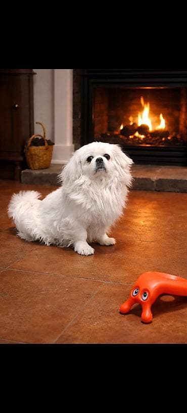 afcarka balasi: Pekines, 2 il, Dişi, Peyvəndli, Ödənişli çatdırılma — 1