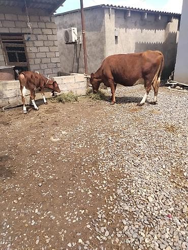 yerli cins inekler: Cins heyvandı hazırda 17.18 litir süd verir yaxşı yemlə 24 litirə — 5
