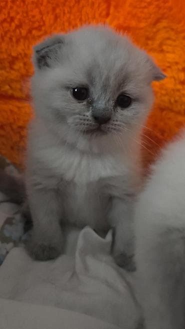 heyvan geyimi: Britan — 5