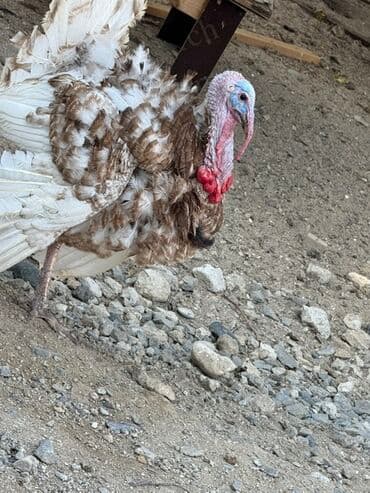 atla eşşəyin cütləşməsi: Erkək, Damazlıq — 7