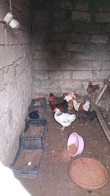 Akvariumlar: Toyuq, Yumurtalıq, Ünvandan götürmə — 9