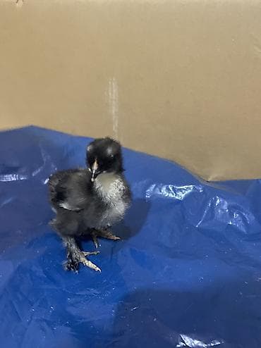 cucelerin satisi: Salam. Təmiz qan bramo cücələridir. 1 həftəni keçib mayalı yem ve — 10