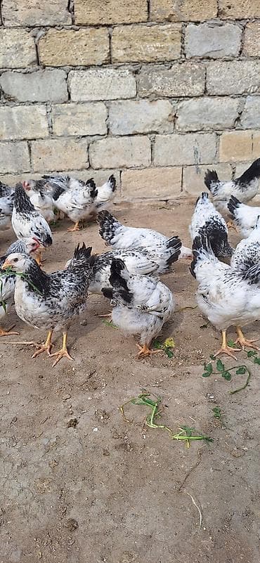 kend toyugu: Məhsul: Yerli toyuqlar (yumurta-ət tipi) Təsvir: - Ağ əsas rəngli — 3