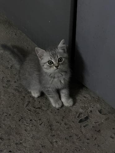 erkey pisik adlari: Britan, Erkək — 2