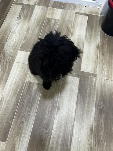 iller: Pudel, 5 ay, Erkek, Ünvandan götürmə, Ödənişli çatdırılma — 4