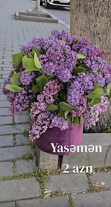 Yasəmən – 1 ədəd 2 AZN - Təzə dərilmiş yasəmən çiçəkləri, bənövşəyi