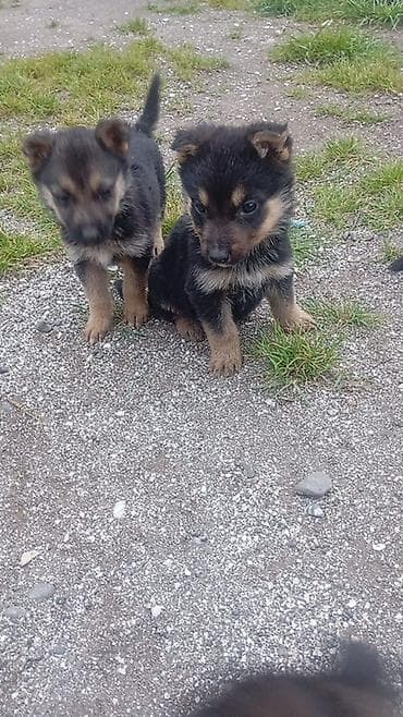 qurdbasar iti satisi: Alman çoban iti, 2 ay — 4