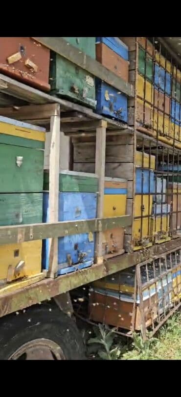 Meyvə və giləmeyvə: Məhsul: Kəlbəcər dağlarından toplanmış arı məhsulları Təsvir: - — 4