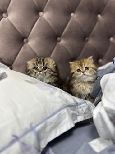 inəklərin satışı: Britan yastı qulaq, Erkək, Dişi — 5