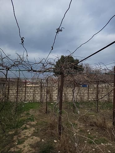 metlaq satisi: 🍇 ÜZÜM AĞACLARININ SATIŞI 🍇 Bağ salmaq istəyənlər üçün hazır və — 4