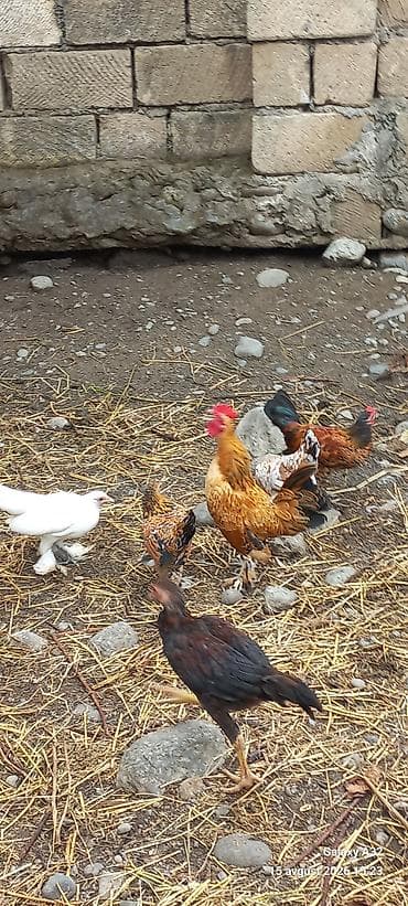 akvarium qiymetleri: 5 aylıq Təmiz,cır yaponkalar.Unvan Lənkəran Bakıya 20yanvara və bəzi — 4
