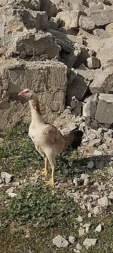 Gəmiricilər: Heyratı Fərə 8 aylıq — 2