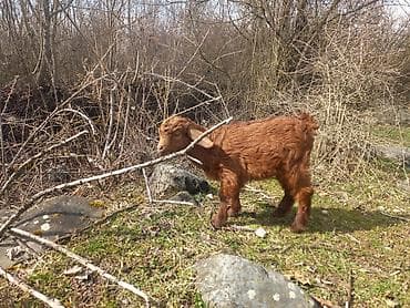 yerli keciler: Qırmızı-qəhvəyi rəngdə bala keçi - Cins: yerli dağ keçisi tipli — 1